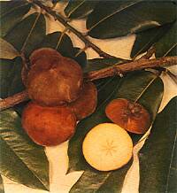 Mabolo or Velvet Apple (Diospyrus Philippensis)